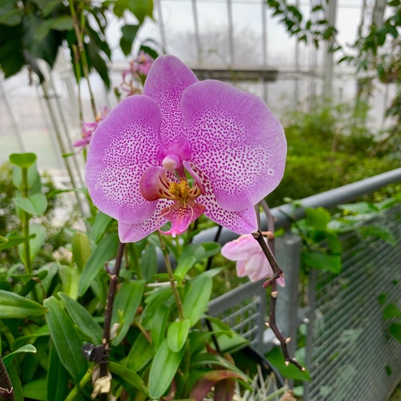 Meet your Posher, C - Picture 1 of 1